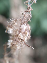 dried plant capsules