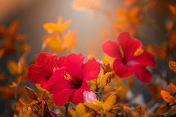 Czerwony kwiat kwitnącej ketmii syryjskiej na rozmytym tle. Płatki róży chińskiej (Hibiscus syriacus) - obrazy, fototapety, plakaty