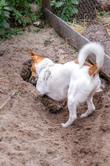 Brown and white Jack Russell terrier dog, Cape Town, South Africa