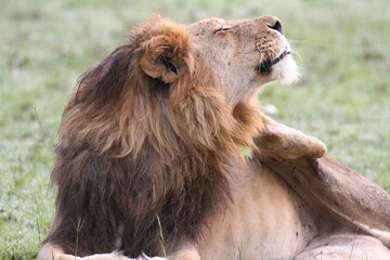 POrtrait of a lion with dark mane with his face raised to the sun