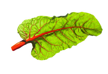 Beet leaves. Beetroot leaf on white.