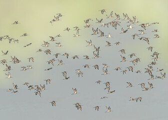 A Group of black tailed godwit flying in the sky