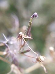 dried plant stems