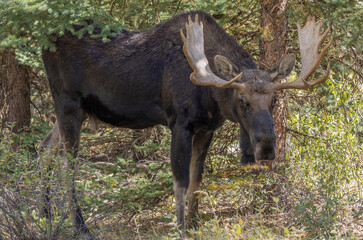 Bull Moose in Wyoming in Autumn