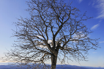 vieil arbre dénudé