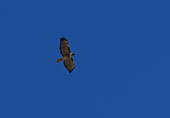  Red-tailed hawk in flight.