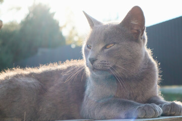 british shorthair cat with blue gray fur sleeping on wooden bench. sunset lights. Portrait of a gray cat relaxing in nature.