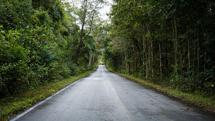 Obraz premium Country roads with natural roadside trees make energy work well.