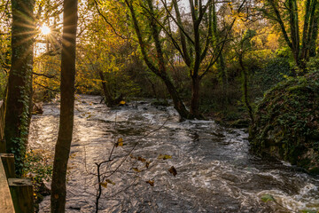 Fototapeta premium Lovely winter sunshine in woods in Anglesey 