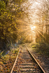 Fototapeta premium Lovely winter sunshine in woods in Anglesey 