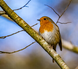 Robin Red Breast bird close up 