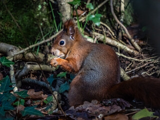 Red Squirrels on the Isle of Anglesey North Wales 