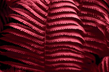 Beautiful fern leaves red foliage natural floral fern background. red creative and moody color of the picture. Demonstrating Viva Magenta - trendy color of the year 2023 - obrazy, fototapety, plakaty