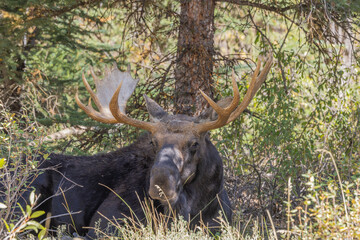 Bull Moose in Wyoming in Autumn