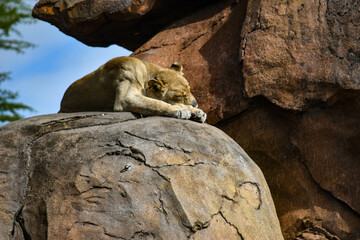 lioness on rock