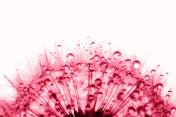 Dandelion in the dew drops on white background, macro. Place for text. Demonstrating Viva Magenta - trendy color of the year 2023