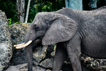 Elephant on a reservation