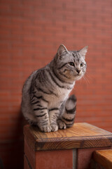 Portrait of grey tabby cat on the balcony fence
