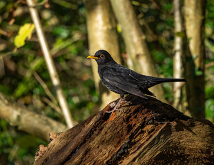 The endangered red squirrel on Anglesey 