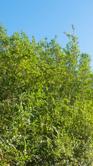 Fototapeta na wymiar Follaje de arbusto verde en monte