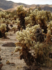 shiny cacti glorious glow