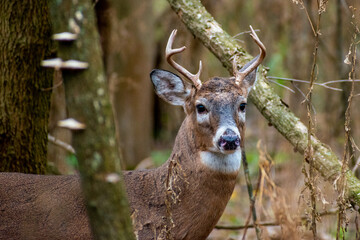 White-tailed deer (Odocoileus virginianus) buck standing in forest.