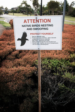 Attention Magpie Native Birds Swooping Warning Sign Beware Reported in Area Australia Suburbs