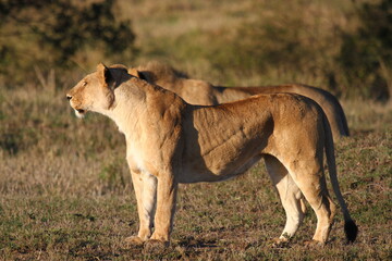 Two lioneses watching out for a hunt