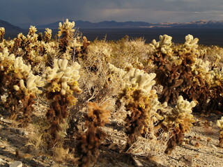 dramatic heavy stormy sky and light over cacti valley