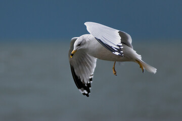 Ring-billed gull (Larus delawarensis) flying over Lake Erie.