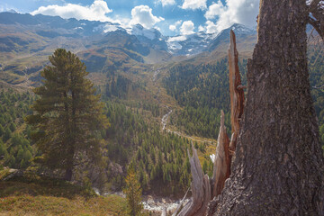 Close up of broken pine trunk with alpine landscape and forest in the background. High peaks, streams and glaciers are visible, Vallelunga, Alto Adige Sudtirol, Italy