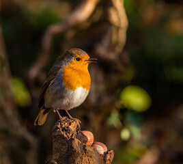 Robin Red Breast bird close up 