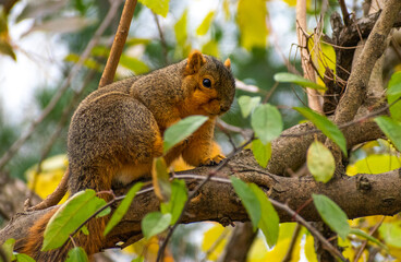 Fox squirrel (Sciurus niger) hanging out on tree branch.