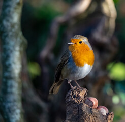 Robin Red Breast bird close up 