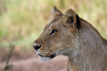 Portrait of an alerted lioness looking for prey