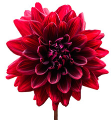 Single, red dahlia flower. Transparent background. - obrazy, fototapety, plakaty