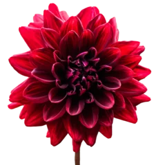 Raamstickers Single, red dahlia flower. Transparent background. © Kathy
