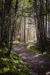 wide t rail meanders through dappled light and pine forest in Maine