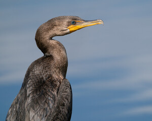 A Double-creasted Cormorant Perched Near Water