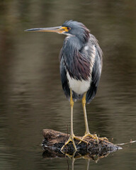 A Tri-colored heron Perched in a Wetland
