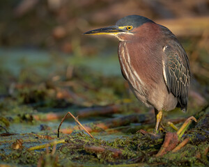 A Green Heron Searching for Food