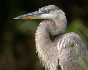 A Portrait of a Juvenile Great Blue Heron