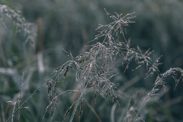 foggy landscape at the lake