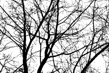 Fototapeta na wymiar Tree branch silhouette on transparent background