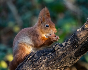 The endangered red squirrel on Anglesey 