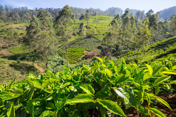 Tea plantation