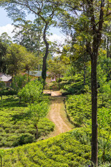 Tea plantation