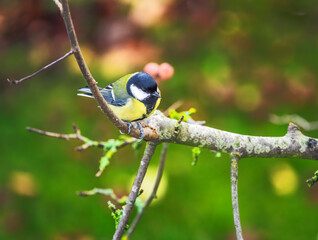 Great tit bird sitting on a tree