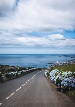 Blue hydrangea lined road leads to Atlantic Ocean, Sao Miguel, Azores