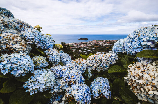 Blue hydrangea frame a gorgeous view of the ocean, Azores, Portugal